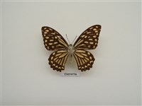 藏品(大斑鳳蝶)的圖片